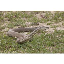Snake raising its head off grass.