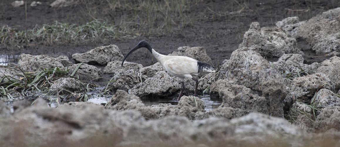 Side view of Australian White Ibis in a pond.