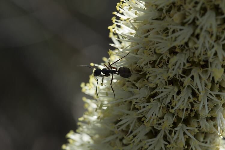 <em>Camponotus</em> sp., carpenter ant. Black Range State Forest, Victoria.