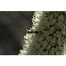 <em>Camponotus</em> sp., carpenter ant. Black Range State Forest, Victoria.