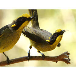 Two Helmeted Honeyeaters perched on branch.