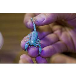 Scorpion glowing blue under UV held in hands.