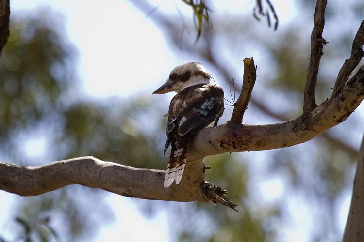 <em>Dacelo novaeguineae</em>, Laughing Kookaburra. Grampians National Park, Victoria.