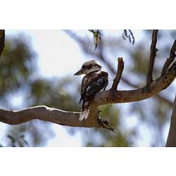 <em>Dacelo novaeguineae</em>, Laughing Kookaburra. Grampians National Park, Victoria.