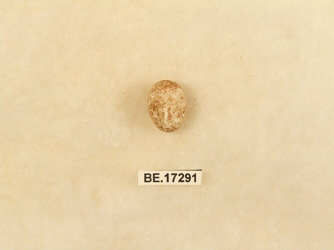 Bird egg with specimen label.