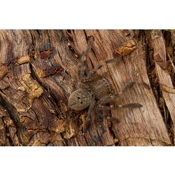 Brown spider, banded legs, black dots on abdomen.