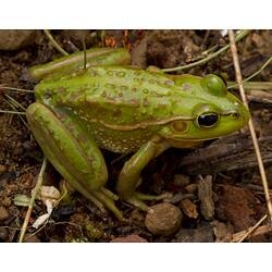 Green frog with whitish line and brown marks.