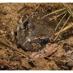 Brownish frog nearly buried in dirt.