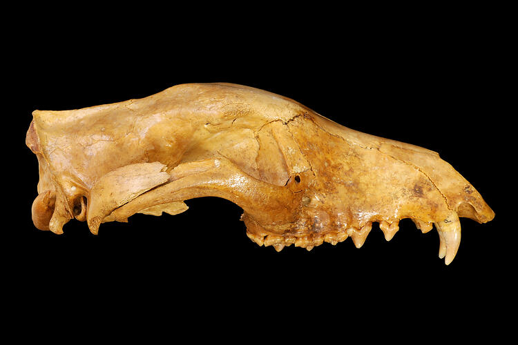 Skull of fossil mammal in side view.