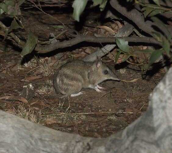 An Eastern Barred Bandicoot, sitting on dirt and leaf litter.