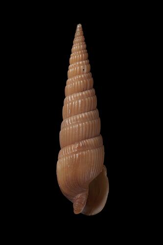 <em>Duplicaria kieneri</em>, auger shell, shell.  Registration no. F 179009.
