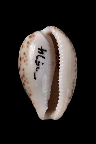 Pale shell with brown spots around its edge.