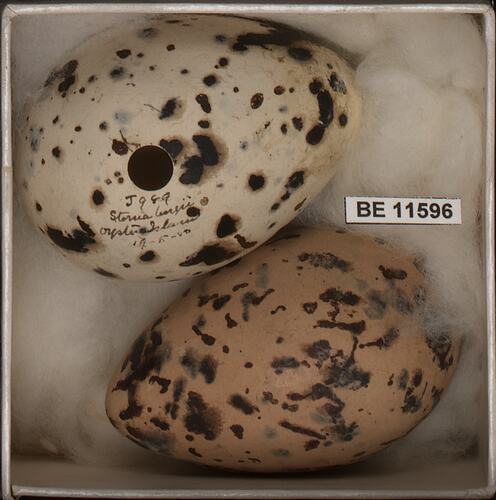 Two bird eggs with specimen label in box.