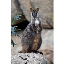 Swamp Wallaby Standing on a rock.