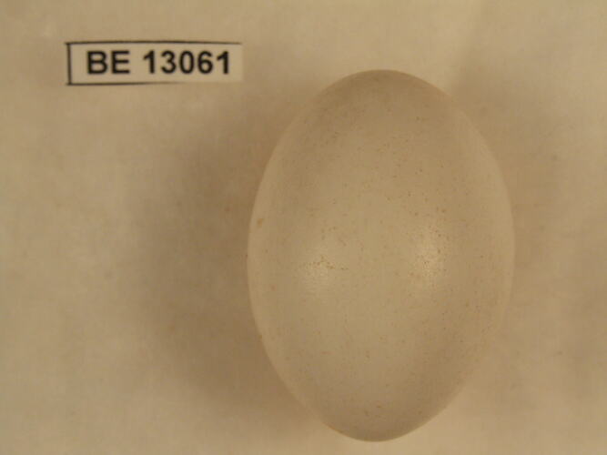 Bird egg with specimen label.