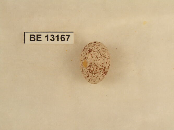 Bird egg with specimen label.