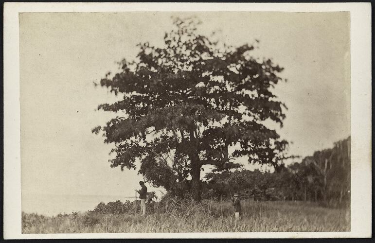Men standing under large tree, near seashore.