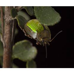 Leaf Beetle.