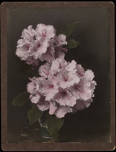 Still life of pink rhododendron flowers in a vase.
