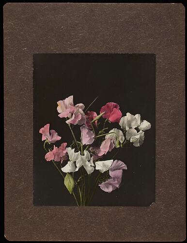 Still life of colourful sweetpea flowers.