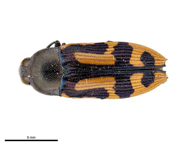 Pinned yellow and black jewel beetle specimen, dorsal view.