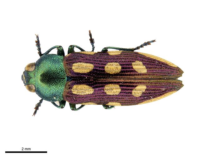 Pinned green, yellow and burgandy jewel beetle specimen, dorsal view.