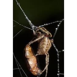 Spider on web wrapping an insect in silk.