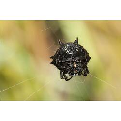 Spink black spider on web.