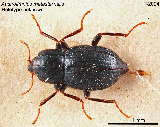 Beetle specimen, dorsal view.