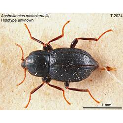 Beetle specimen, dorsal view.