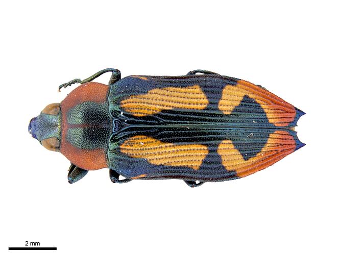 Pinned red, blue and black jewel beetle specimen, dorsal view.