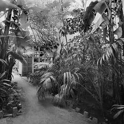 Negative - Kodak Australasia Pty Ltd, Back Garden, Kodak Branch, Townsville, QLD, 1930s