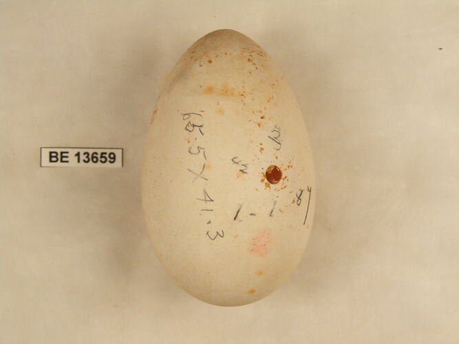 Bird egg with specimen label.