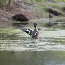 Duck extending it's wings on water, viewed from rear.