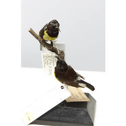 Two bird specimens with labels mounted on branch.