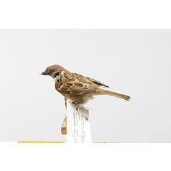Taxidermied Sparrow with labels, side view.