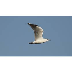 Sea gull in flight, undersied of wings visible.
