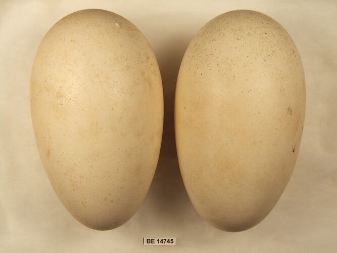 Two bird eggs with specimen label.