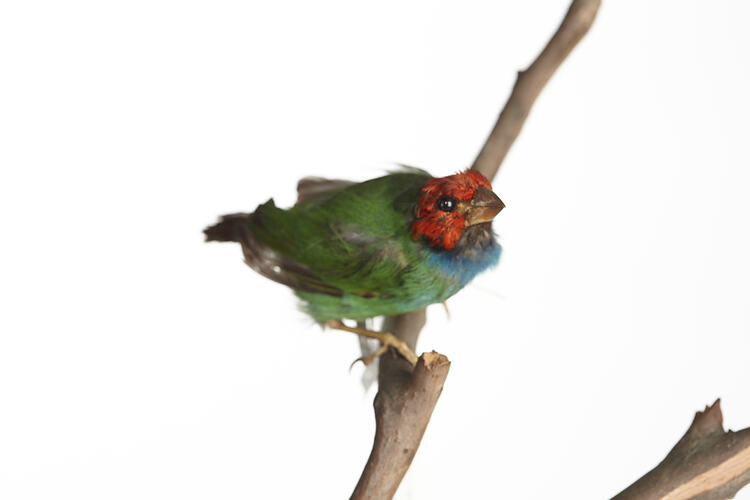 Small red and green bird specimen mounted on branch.