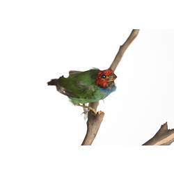 Small red and green bird specimen mounted on branch.