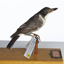 Grey and white bird specimen mounted on perch, side view.