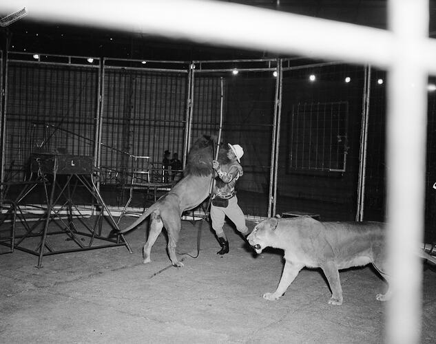 Department of Trade, Lion Circus Performance, Melbourne, 09 Mar 1960