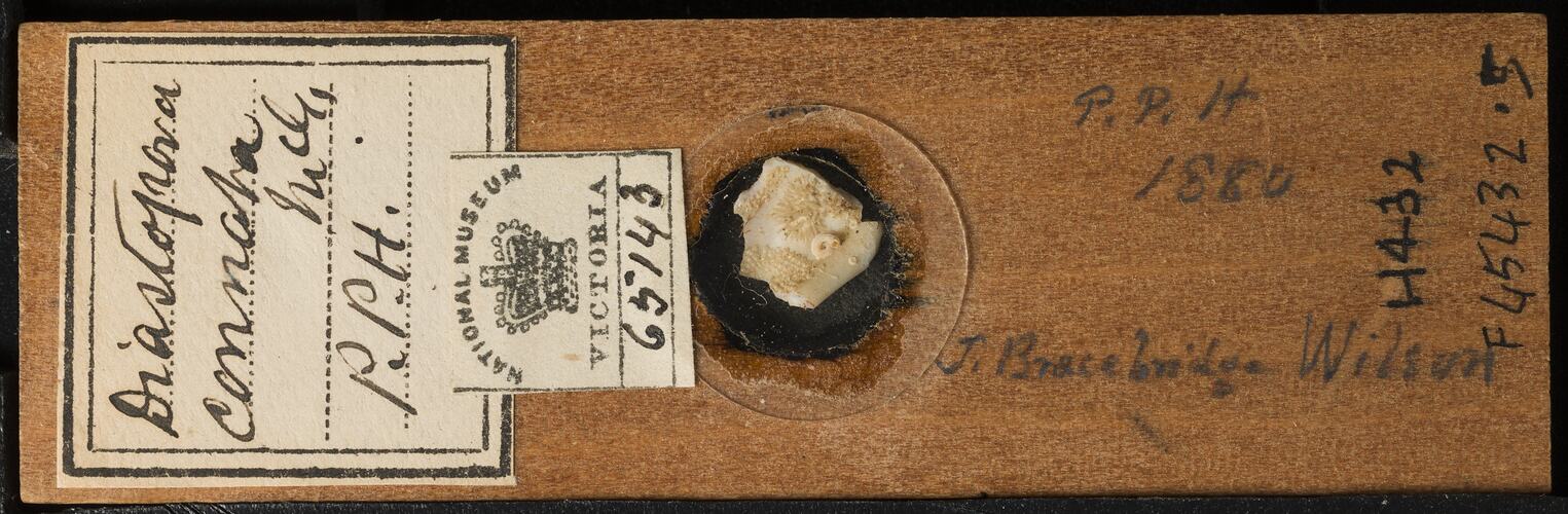 Bryozoan specimen in wooden microslide with handwritten labels.