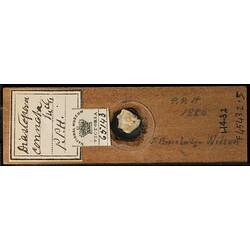 Bryozoan specimen in wooden microslide with handwritten labels.