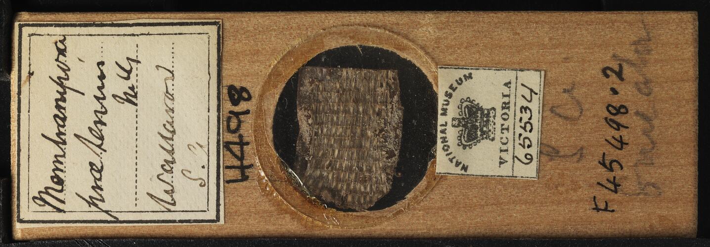 Bryozoan specimen in wooden microslide with handwritten labels.