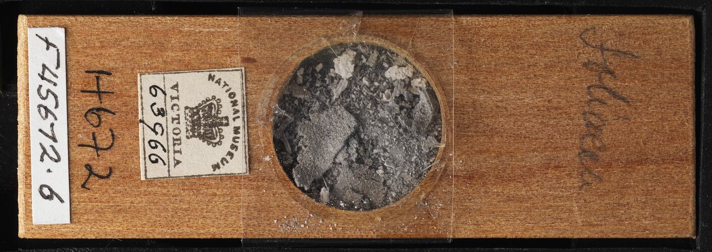Top view of bryozoan specimen on wooden microslide.