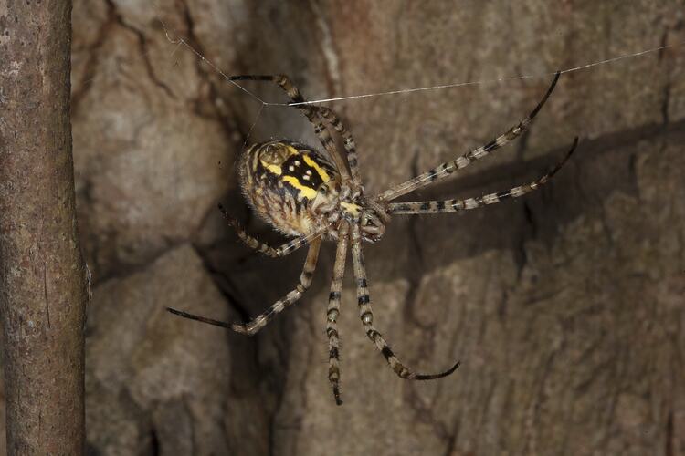 Brown spider with yellow and black markings.