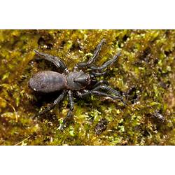 <em>Stanwellia</em> sp., trapdoor spider. Budj Bim Cultural Heritage Landscape, Victoria.