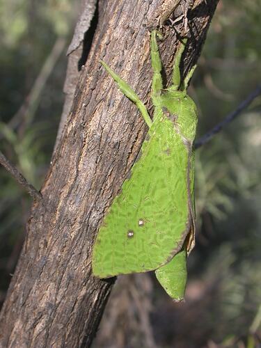 Bright green moth on narrow tree trunk.