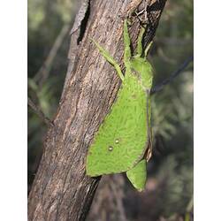 Bright green moth on narrow tree trunk.